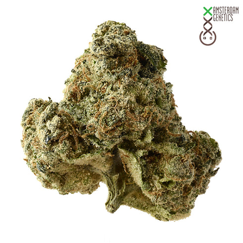 Amsterdam Genetics - AK OG Kush